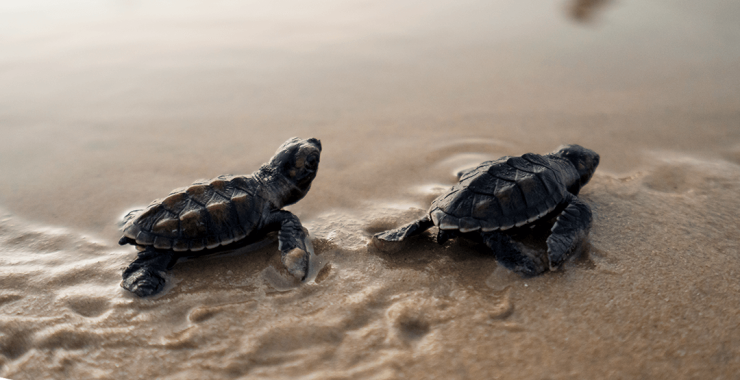 marquise incorporações une forças com amigos do mar